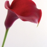 majesticred-thumbjpg