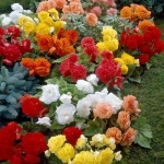 begonia-thumbjpg
