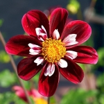 dahlia-flower-thumbjpg