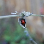 finding-lovely-ladybirds-all-around-the-garden-centre-bring-on-the-aphid-buffet-thumbjpg
