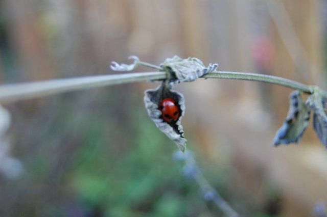 finding-lovely-ladybirds-all-around-the-garden-centre-bring-on-the-aphid-buffetjpg