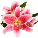 lilies-thumbjpg