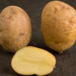recordsspud-thumbjpg