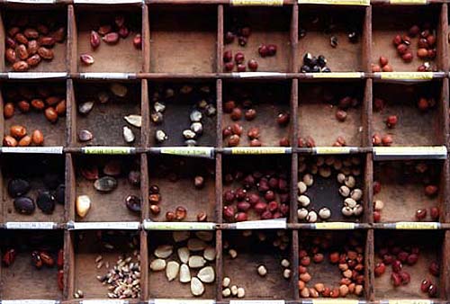 seedswap2jpg