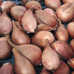 veg-shallot-french-lon-thumbgif