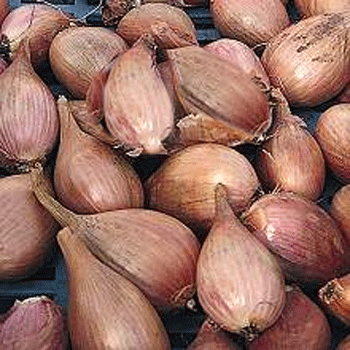 veg-shallot-french-longif