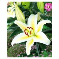 -lily-chill-out-1325771819-thumbjpg