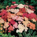 achillea-summer-berries-1325881610-loopthumbjpg