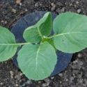 agralan-cabbage-collars-loopthumbjpg