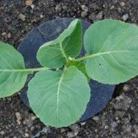 agralan-cabbage-collars-thumbjpg