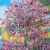 allium-christophii-star-of-persia-thumbjpg