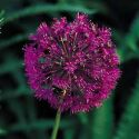 allium-purple-sensation-loopthumbjpg