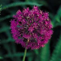 allium-purple-sensation-thumbjpg