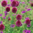 allium-sphaerocephalon-drumstick-allium-loopthumbjpg