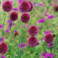 allium-sphaerocephalon-drumstick-allium-thumbjpg