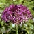 alliumchristophii2a-1309874015-smalljpg