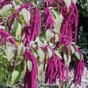 amaranthus-pony-tails-loopthumbjpg