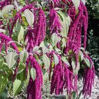 amaranthus-pony-tails-thumbjpg