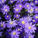 anemone-blanda-blue-loopthumbjpg