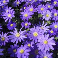 anemone-blanda-blue-thumbjpg