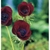 anemone-bordeaux-loopthumbjpg