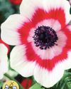 anemone-pinafore-1325766097-loopthumbjpg