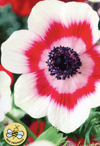 anemone-pinafore-1325766097-thumbjpg