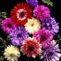 anemone-st-brigid-mixed-1325766602-loopthumbjpg