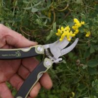 apples-to-pears-folding-pocket-secateurs-thumbjpg