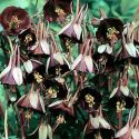 aquilegia-chocolate-soldier-loopthumbjpg