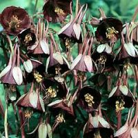 aquilegia-chocolate-soldier-thumbjpg