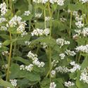 buckwheat-loopthumbjpg