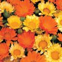 calendula-citrus-cocktail-loopthumbjpg
