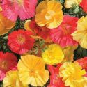 californian-poppy-fruit-crush-loopthumbjpg