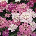 candytuft-dwarf-fairyland-mix-loopthumbjpg