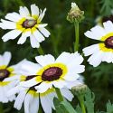 chrysanthemum-polar-star-1325882727-loopthumbjpg