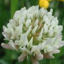 clover-white-loopthumbjpg