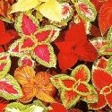 coleus-loopthumbjpg