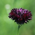 cornflower-black-ball-loopthumbjpg