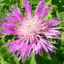 cornflower-centuraea-dealbata-1325883159-loopthumbjpg