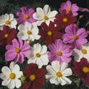 cosmos-gazebo-mixture-1325883440-loopthumbjpg