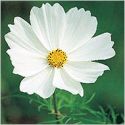 cosmos-purity-1325883899-loopthumbjpg