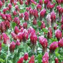 crimson-clover-loopthumbjpg