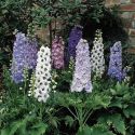 delphinium-magic-fountains-mixed-loopthumbjpg