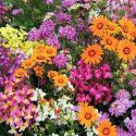 easy-annuals-fairy-mixed-1325884205-loopthumbjpg