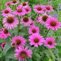 echinacea-purpurea-magnus-loopthumbjpg