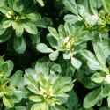 fenugreek-loopthumbjpg