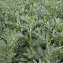 field-beans-loopthumbjpg