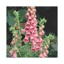 foxglove-summer-king-loopthumbjpg