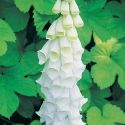 foxglove-white-loopthumbjpg